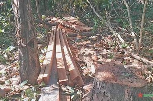 Gia Lai: Điều tra, xác minh, xử lý vụ phá rừng quy mô lớn
