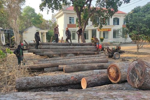 Liên tiếp xảy ra các vụ phá rừng quy mô lớn tại xã biên giới Ia Mơr