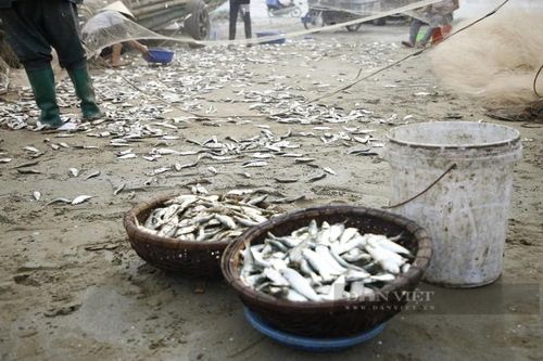 Tháng Giêng, ngư dân Thanh Hóa gỡ cá trích mỏi tay
