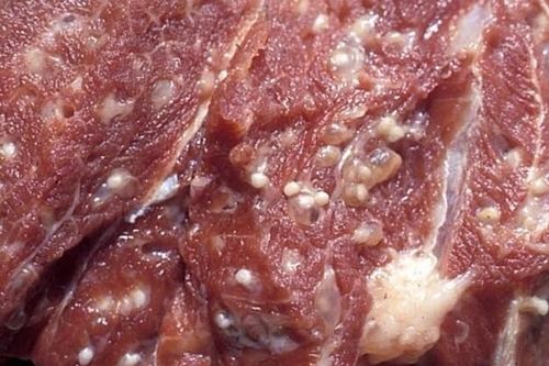 Cách phát hiện thịt bò, thịt lợn nhiễm giun sán