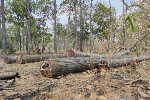 Gia Lai: Khởi tố vụ phá tan hoang cánh rừng biên giới Ia Mơ