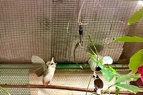 Trại chim chào mào đột biến đắt đỏ chuyên đấu hót của ông chủ Hà thành