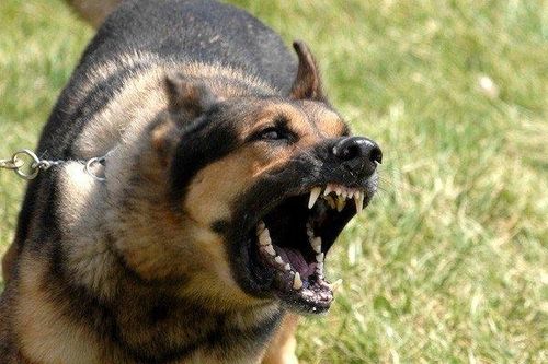 Chó Becgie lao vào cắn chủ nhà bị thương nặng