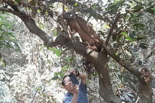 Đồng Nai thả nhiều động vật hoang dã về với tự nhiên
