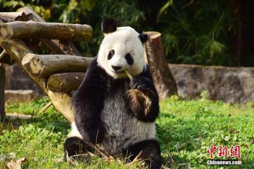 Trung Quốc nối lại chính sách ngoại giao gấu trúc với Mỹ