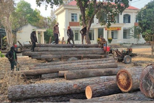 Gia Lai: Điều tra vụ 30 đối tượng khai thác gỗ trái phép