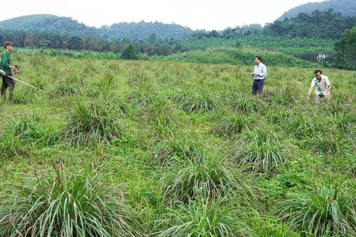 Loại cây trồng trên đất bỏ hoang giúp nông dân thoát nghèo, làm giàu