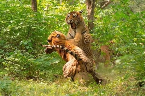 Tại sao sư tử và hổ lại chỉ giao phối trong 30 giây? Lý do liên quan đến tiến hóa!