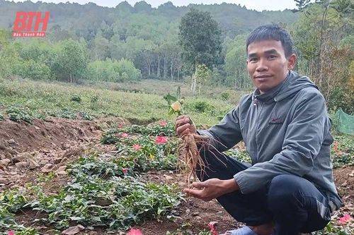 Để sâm báo vươn tầm