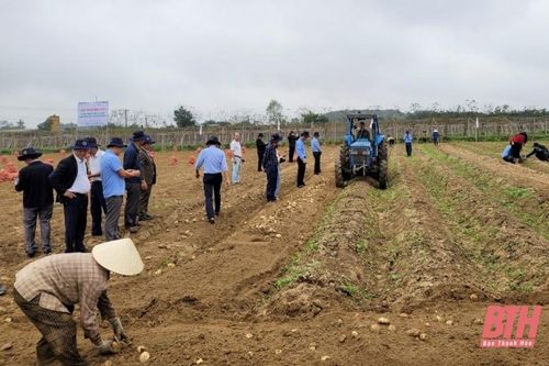 Hội thảo đầu bờ mô hình liên kết sản xuất khoai tây tại Hoằng Hóa