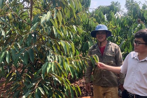 Chư Păh đẩy mạnh phát triển cây ăn quả đặc sản