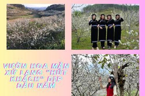 Vườn hoa mận Xứ Lạng 'hút khách' dịp đầu nămTin khác
