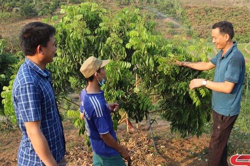 Hỗ trợ HTX nông nghiệp phát triển