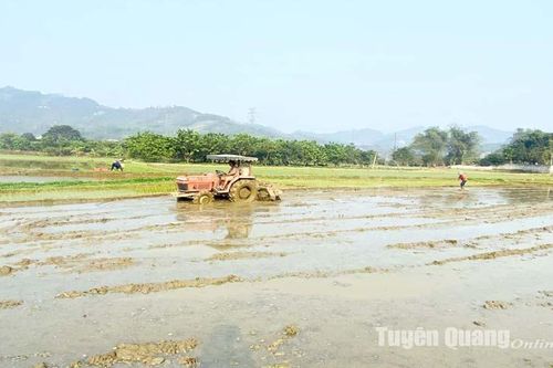 Quyết tâm cho một vụ lúa bội thu