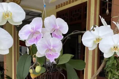 Cuộc đời