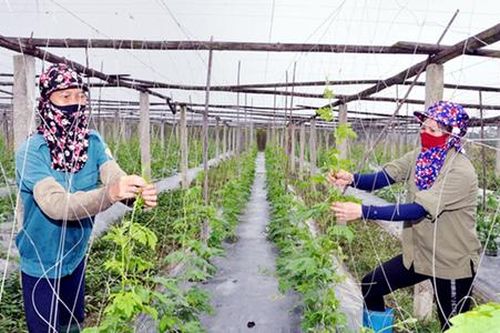 Việc khó có máy móc lo, nông dân Vĩnh Phúc làm giàu 'nhàn tênh' trên những cánh đồng 'không dấu chân người'