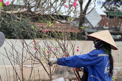 Hà Nội: Đào cuối vụ 'đại hạ giá' vẫn ế khách