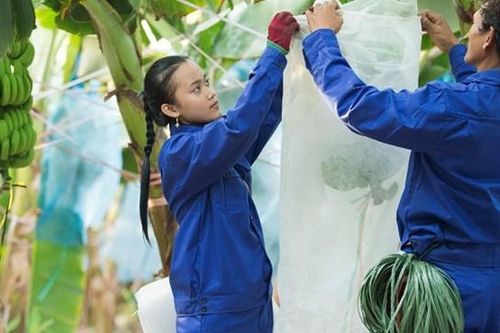 HAGL Agrico (HNG) sắp đầu tư dự án trồng cây ăn trái và nuôi bò quy mô hơn 18.000 tỷ đồng ở Lào