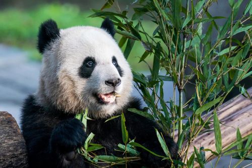 Trung Quốc trở lại chính sách 'ngoại giao gấu trúc' với Mỹ
