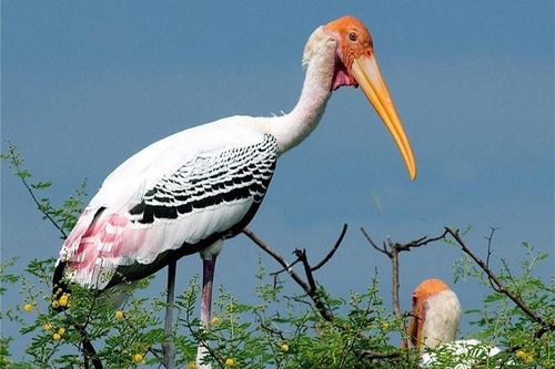 Khám phá về loài chim quý hiếm ở Việt Nam có trong Sách Đỏ thế giới