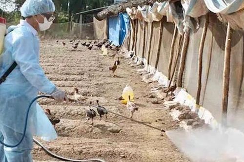 Dịch bệnh động vật diễn biến phức tạp, Bộ NN&PTNT chỉ đạo khẩn