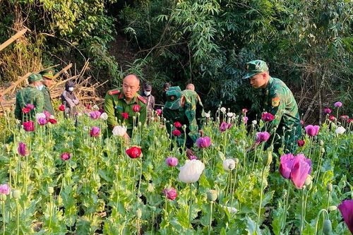 Điện Biên phá nhổ 600 cây thuốc phiện