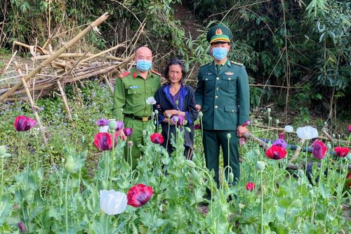 Đồn Biên phòng Na Cô Sa phá nhổ 600 cây thuốc phiện trồng xen lẫn với rau cải trong núi sâu