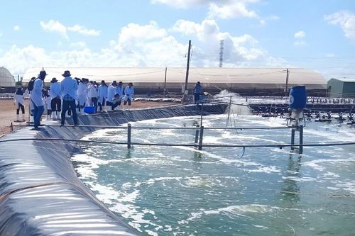 Phát triển nuôi tôm nước lợ hiệu quả, bền vững