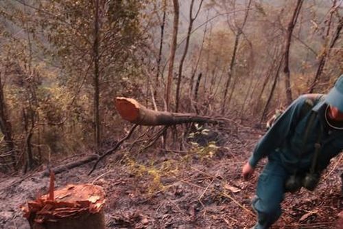 Vụ cháy rừng Hoàng Liên: Có hay không tình trạng phá rừng?