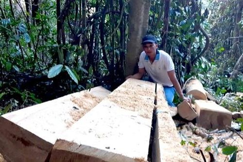 Giám đốc công ty lâm nghiệp bị cảnh cáo vì liên tục để 'mất rừng'
