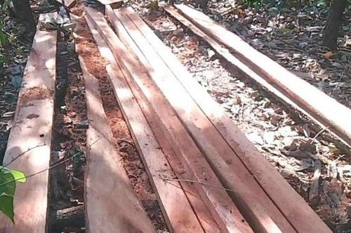 Kỷ luật Giám đốc công ty lâm nghiệp vì để mất rừng