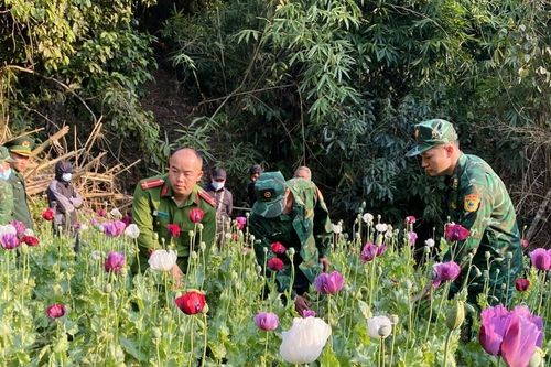 Điện Biên: Phá nhổ khoảng 600 cây thuốc phiện trồng lẫn với rau cải