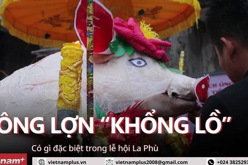 Dân làng La Phù bật mí bí quyết chăm sóc 'ông lợn' khổng lồ