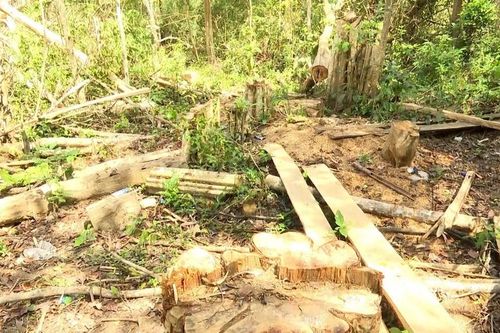 Gia Lai: Kỷ luật cảnh cáo tập thể và cá nhân để mất gần 219m3 gỗ rừng