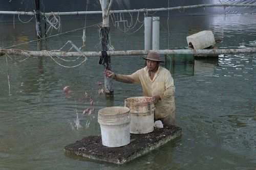 Anh nông dân thu lãi hàng tỷ đồng/năm nhờ nuôi con 'ngày cho ăn 1 lần'