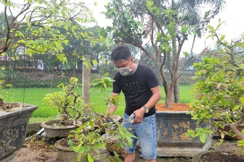 Đà Nẵng: Nhà vườn tất bật chăm mai sau Tết