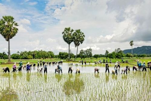 Hợp tác song phương Úc - Việt Nam về nông nghiệp thích ứng với biến đổi khí hậu