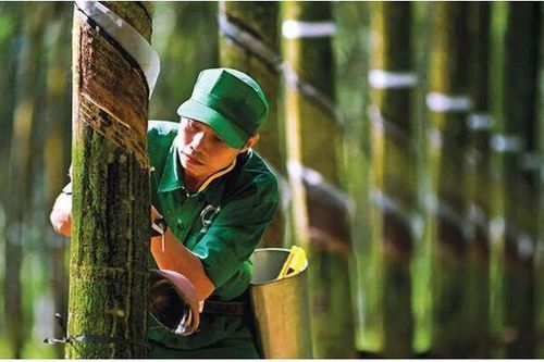 Doanh nghiệp cao su gặp khó năm 2023, kỳ vọng gì cho 2024?
