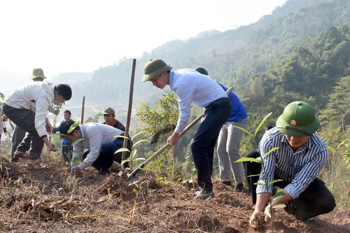 Phát động 'Tết trồng cây đời đời nhớ ơn Bác Hồ'