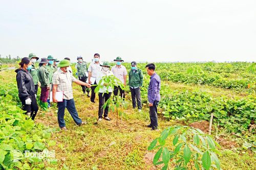 Ì ạch lập phương án sử dụng đất nông, lâm trường