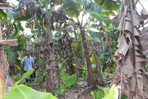 Vụ nghi phân bón giả khiến hơn 10ha chuối bị chết: Kết quả kiểm nghiệm phân bón đạt chất lượng