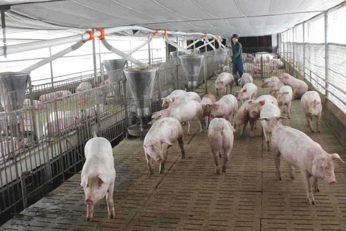 Tuyên truyền, vận động người dân di dời khỏi khu vực chăn nuôi gặp nhiều khó khăn