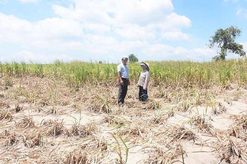 Kbang: Triển khai quyết liệt các giải pháp cấp bách phòng-chống hạn