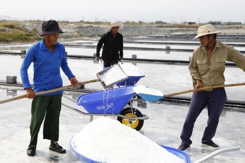 Trung tâm Khuyến nông tỉnh Khánh Hòa: Tập trung hỗ trợ các mô hình chất lượng cao