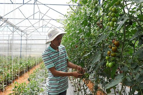 Hiện thực hóa chiến lược tăng trưởng xanh