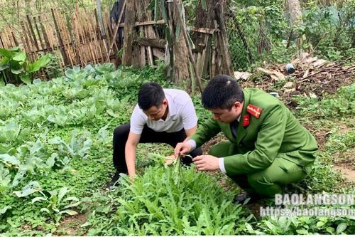 Bắc Sơn: Phát hiện, phá nhổ 182 cây thuốc phiện trồng trái phép