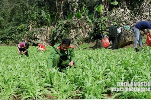 Triệt phá 3.800 cây thuốc phiện trồng giữa rừng sâu núi đá