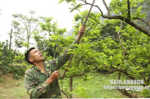 Xây dựng thương hiệu cộng đồng: Chắp cánh cho nông sản Lạng Sơn