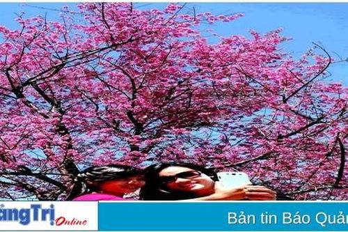 Sắc xuân Đà Lạt