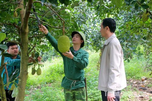 Hiệu quả chuyển đổi cơ cấu cây trồng ở Hàm Yên